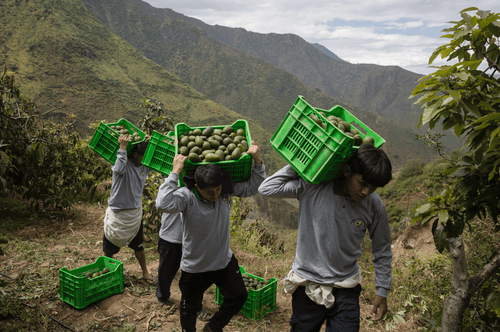 Capture_d_ecran_le_2025-09-01_a_10 - Mustela Multi-market - 1
